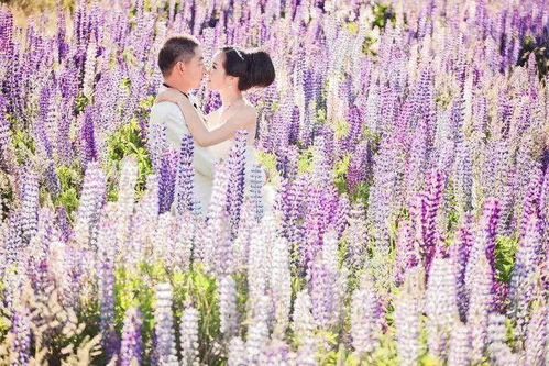 为何选择新西兰专业摄影公司 您的婚纱摄影首选
